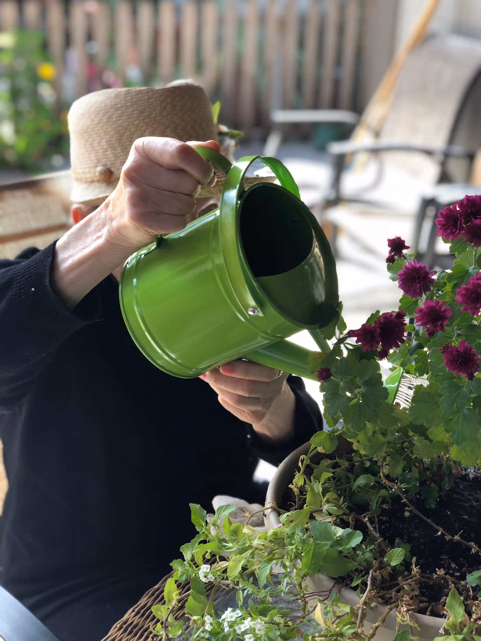 An elderly person wearing a straw hat and black long-sleeve shirt is watering purple flowers in a pot using a green watering can on a patio with outdoor furniture in the background.