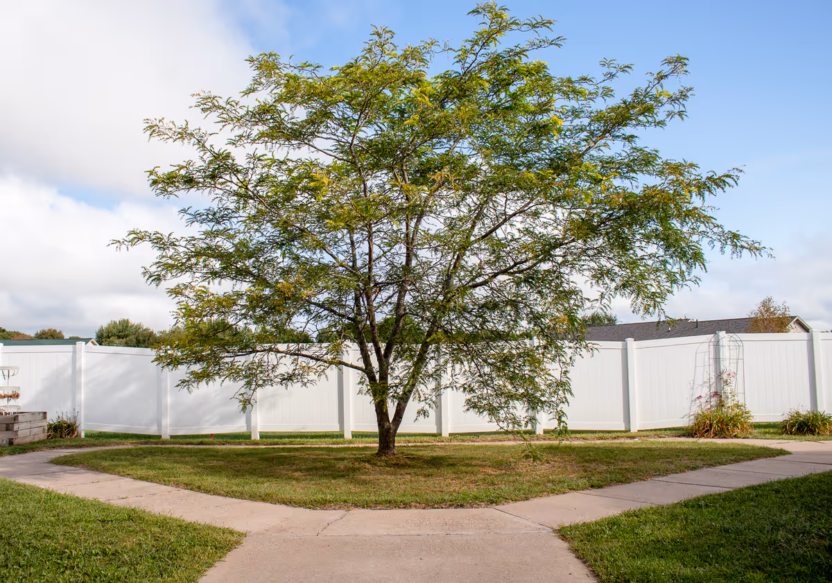 A tree with green leaves stands in the center of a grassy area surrounded by a concrete pathway forming a Y shape. The area is enclosed by a white fence, and there are some plants and a trellis along the fence. The sky is partly cloudy.