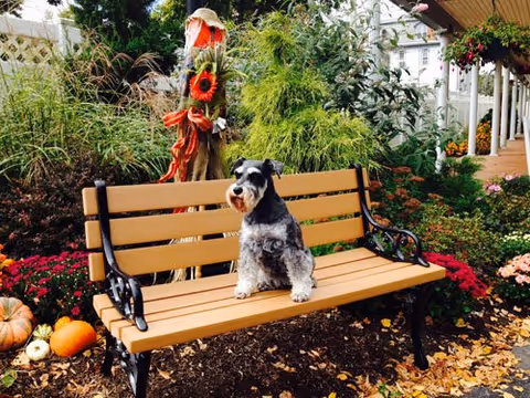 A small gray and white dog sitting on a wooden bench with black metal armrests in a garden area decorated with pumpkins, flowers, and a scarecrow. There are green bushes and plants surrounding the bench, and a covered walkway with hanging flower baskets is visible in the background.