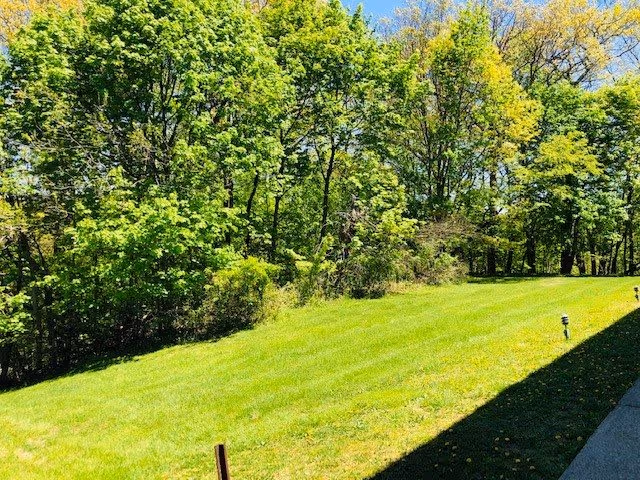 A grassy lawn bordered by a dense line of green leafy trees under a clear blue sky, with a shadowed paved walkway on the right side.