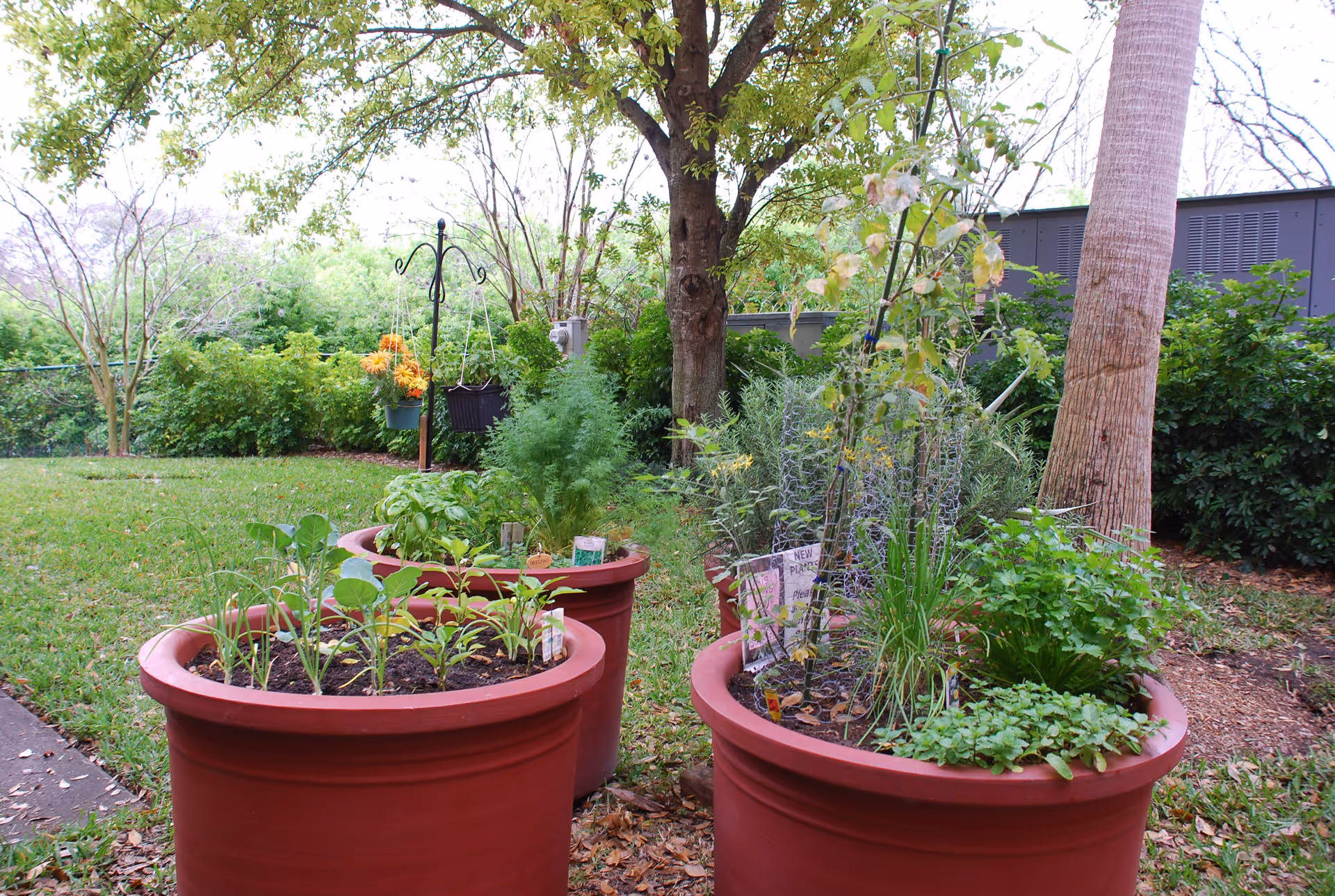 Three large red planters filled with various green plants and herbs in an outdoor garden area with trees and bushes in the background.