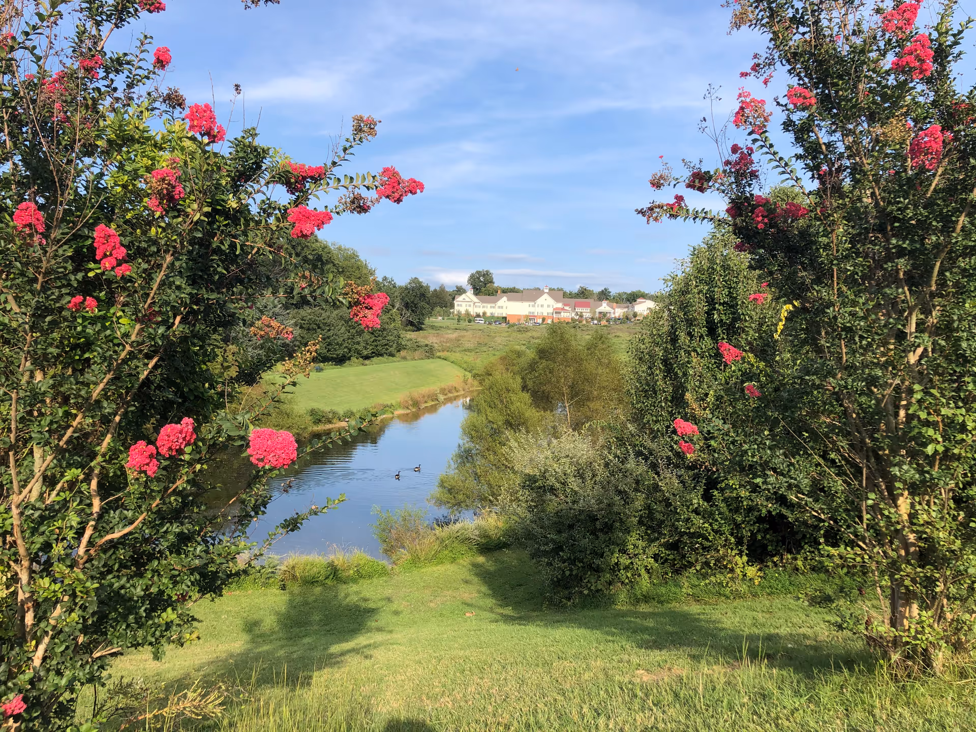 A scenic outdoor view featuring a small river or pond with two ducks swimming, surrounded by lush green grass and trees with vibrant pink flowers. In the background, there are buildings under a clear blue sky.