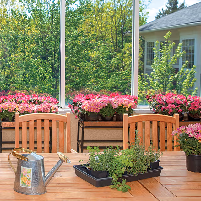A sunlit indoor garden area with wooden chairs and a wooden table. On the table, there is a metal watering can and a tray with small potted herb plants. Behind the table, there are several pots of pink flowers on a shelf in front of large windows showing green trees and part of a building outside.