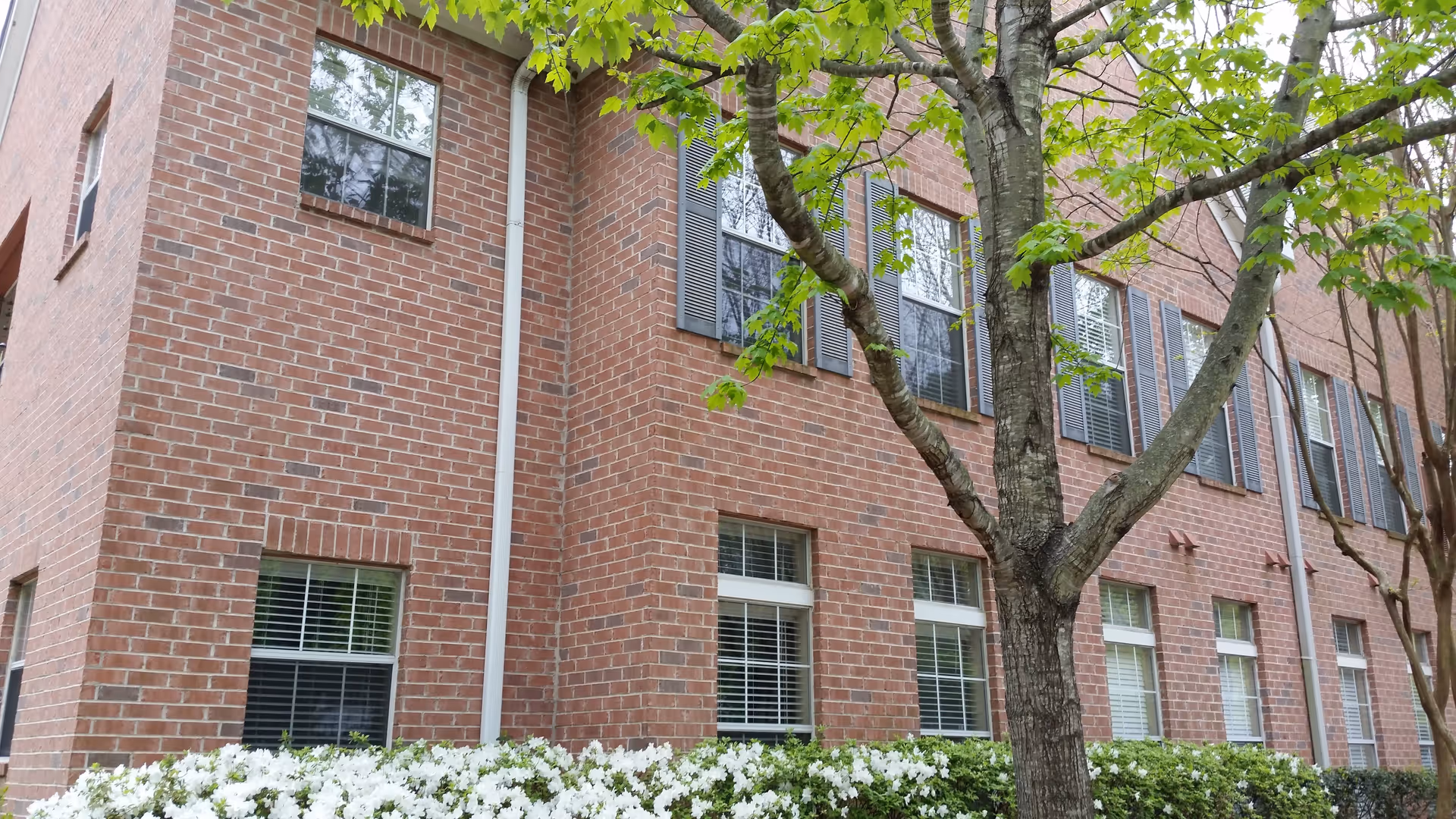 Exterior view of a red brick building with multiple windows, white window blinds, and black shutters. There is a tree with green leaves and white flowering bushes in front of the building.