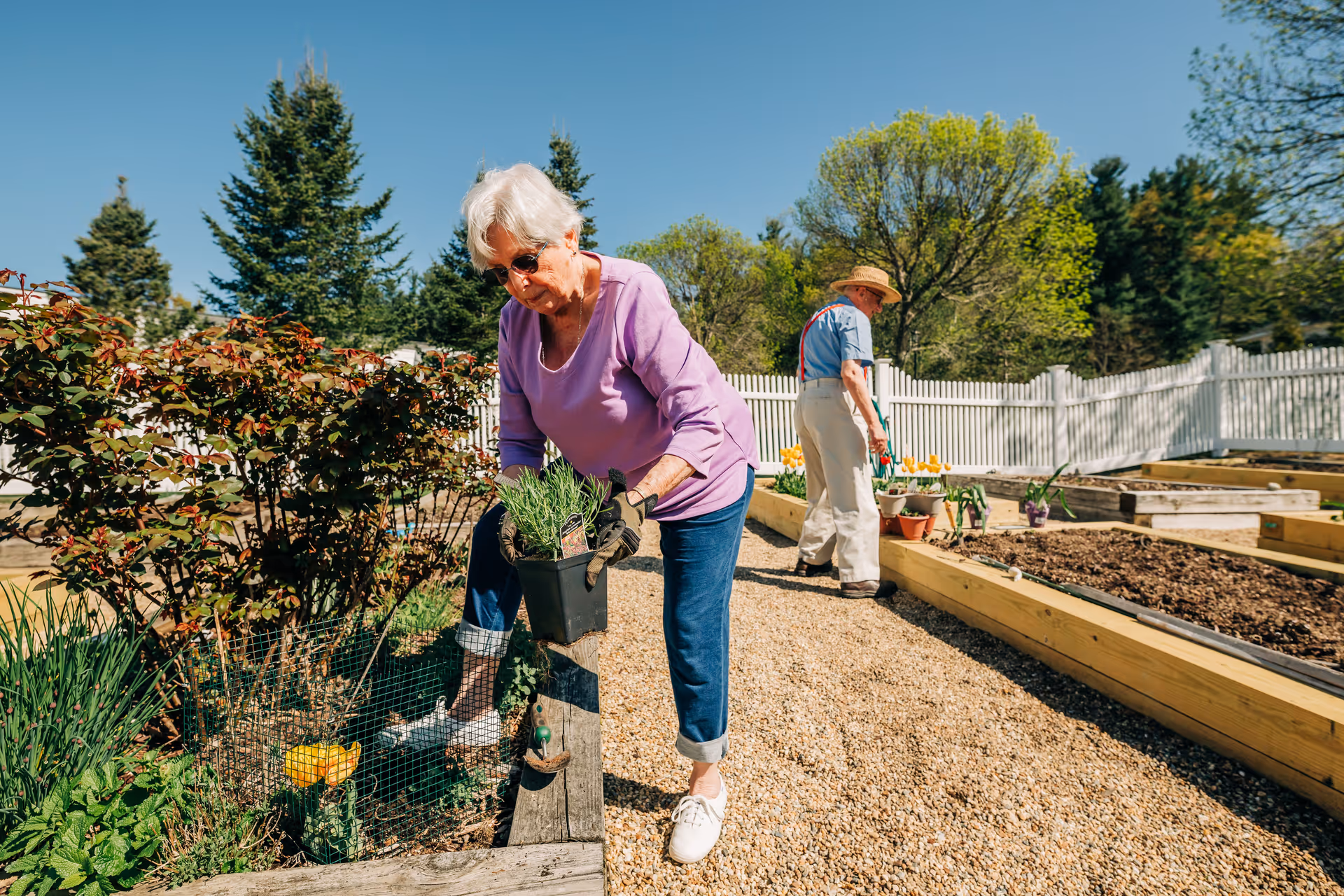 Two older adults gardening in raised beds in a sunny fenced outdoor garden, with a woman holding a potted plant.