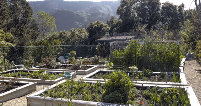 A sunny outdoor garden area with multiple raised garden beds filled with various plants and greenery, surrounded by a chain-link fence and trees, with hills visible in the background.