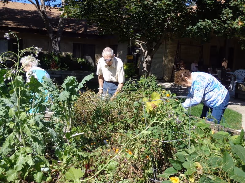 Three elderly individuals tending to a lush garden with various green plants and vegetables in an outdoor courtyard area of an assisted living facility, with a building and trees in the background.