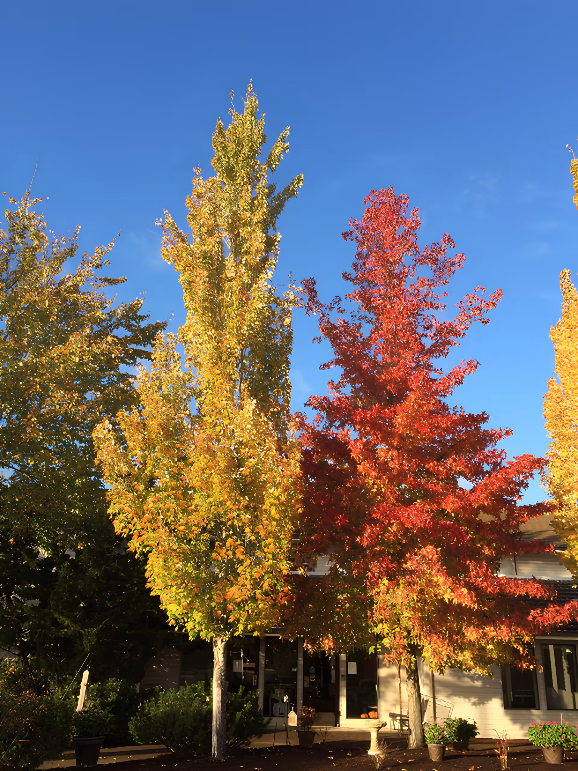 Outdoor scene at Churchill Estates Retirement Community featuring vibrant autumn trees with yellow and red leaves in front of a building under a clear blue sky.