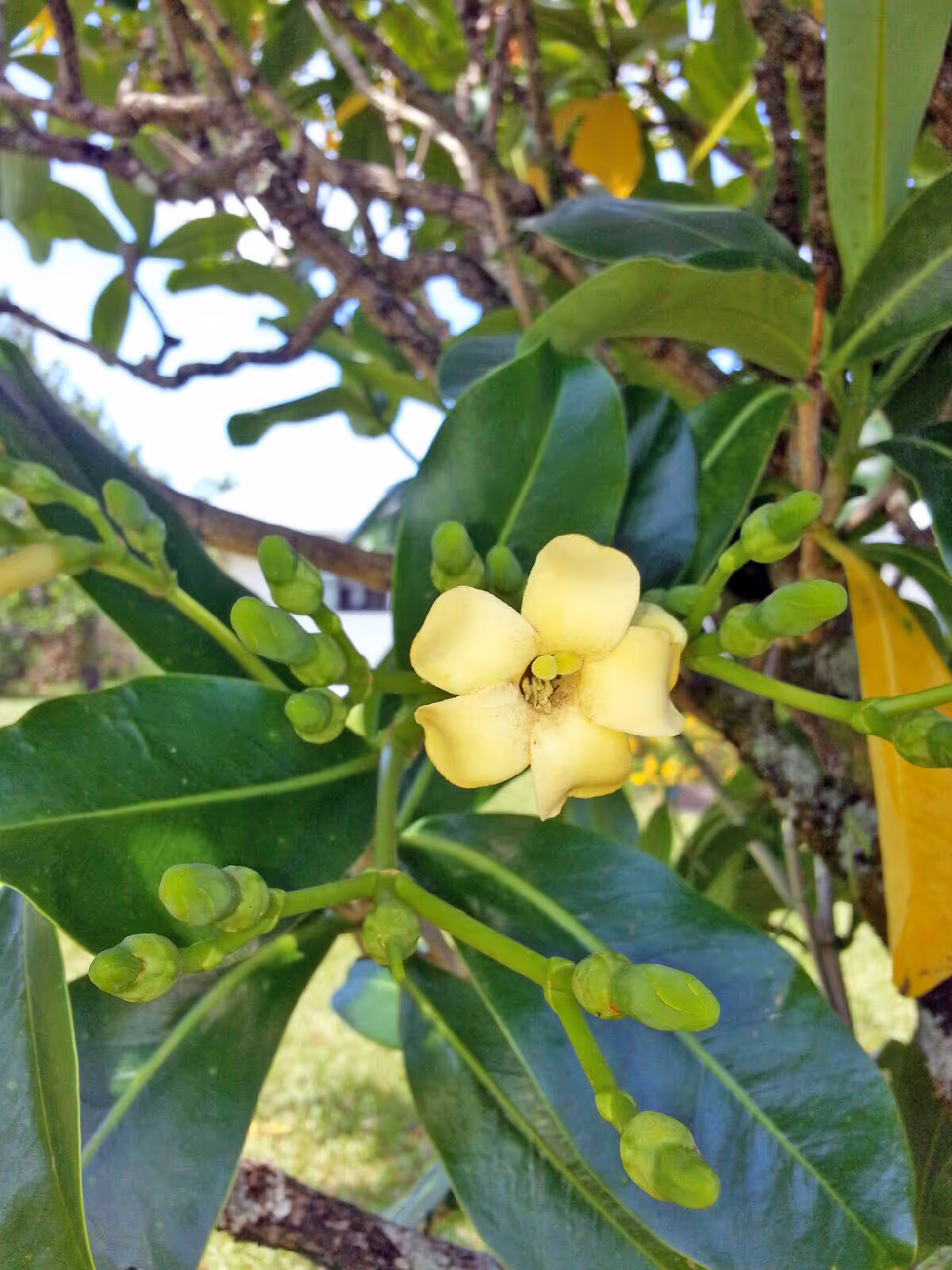 Close-up of a yellow flower with several green buds on a branch surrounded by large green leaves, with a blurred outdoor background.