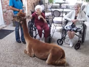 Two women in wheelchairs interacting with a seated brown alpaca held by a handler in an outdoor courtyard with patio chairs.