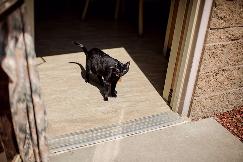 A black cat with a collar stands in sunlight at the open doorway threshold of a building.