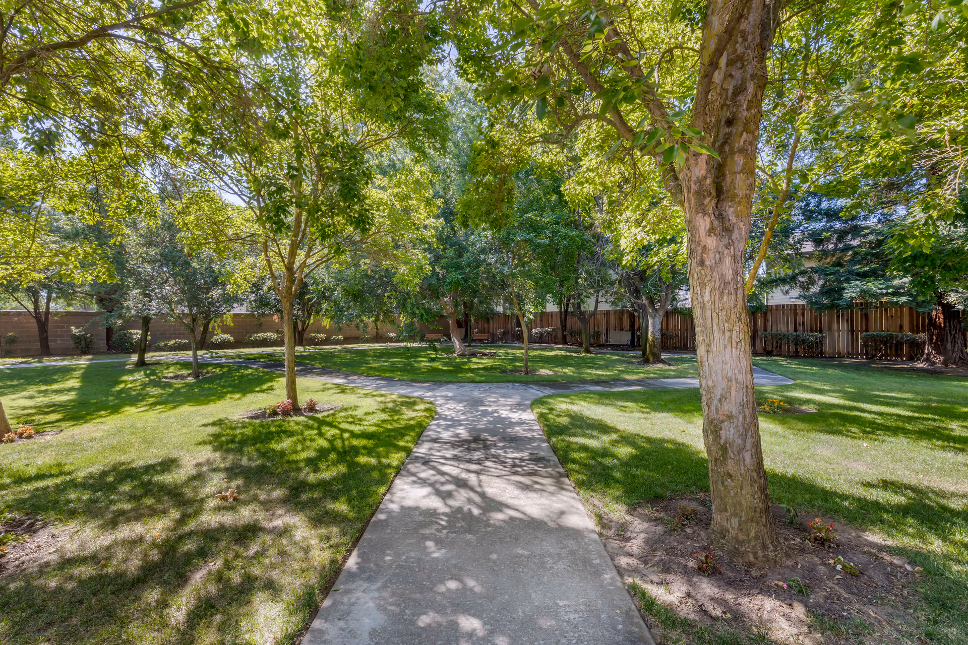 A sunny outdoor garden area with a concrete pathway splitting into two directions, surrounded by green grass and numerous trees providing shade. A wooden fence encloses the space.
