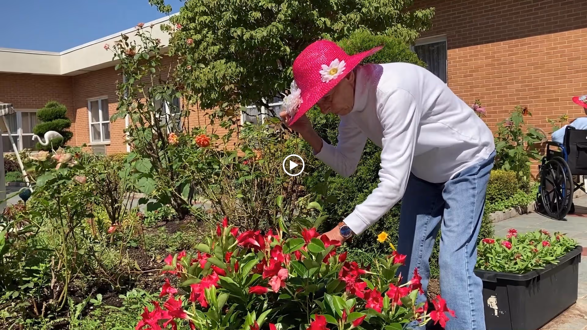 An elderly person wearing a bright pink hat with white flowers is tending to a garden with red flowers in front of a brick building. Another person in a wheelchair is visible in the background near the building.