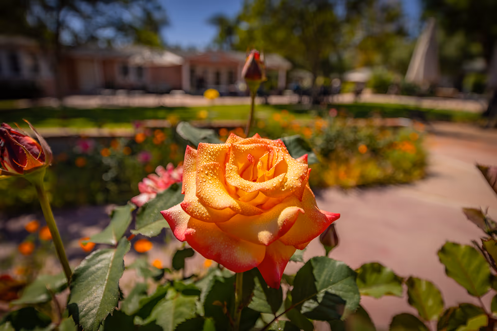 Close-up of a yellow and red rose with dew drops on its petals in a garden area with blurred greenery, flowers, and buildings in the background.