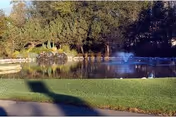 A peaceful outdoor scene featuring a pond with a water fountain in the center, surrounded by green grass and trees in the background.
