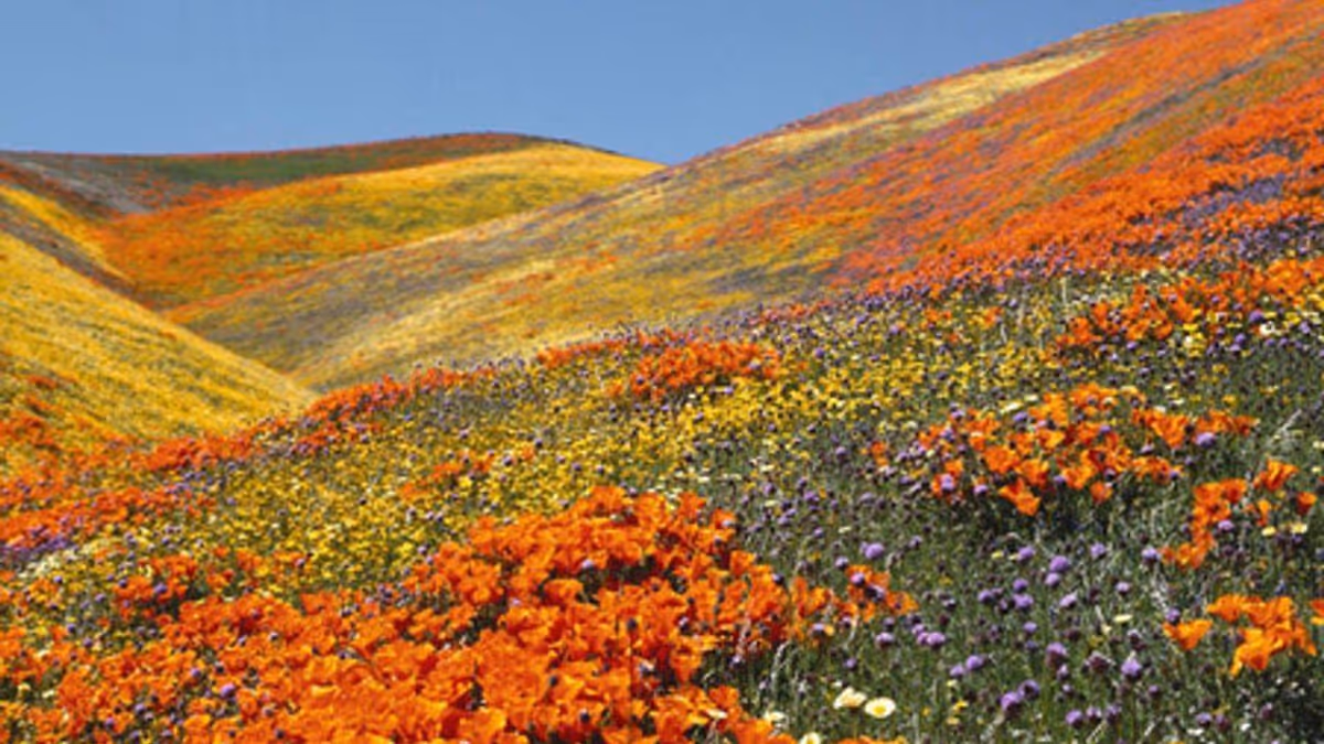 A vibrant hillside covered with a dense variety of wildflowers in orange, yellow, and purple under a clear blue sky.