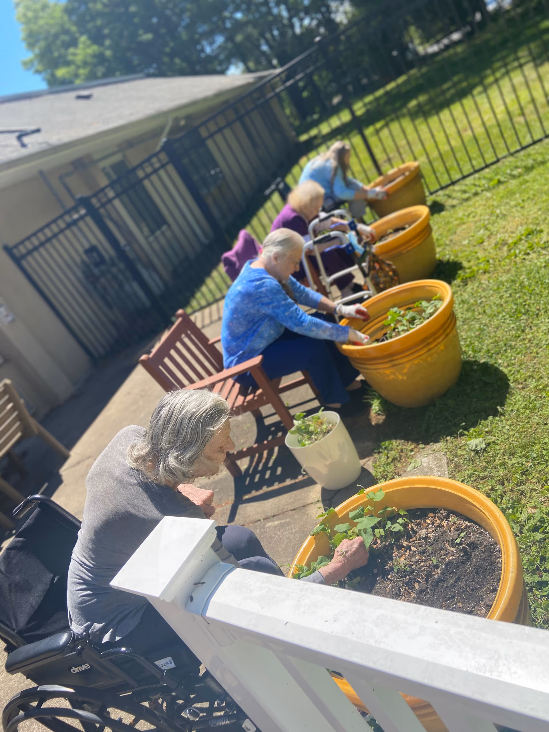 Four elderly women gardening outdoors in large yellow pots. One woman is in a wheelchair, and the others are seated on benches or using a walker. They are tending to plants in a fenced garden area with grass and a building in the background.