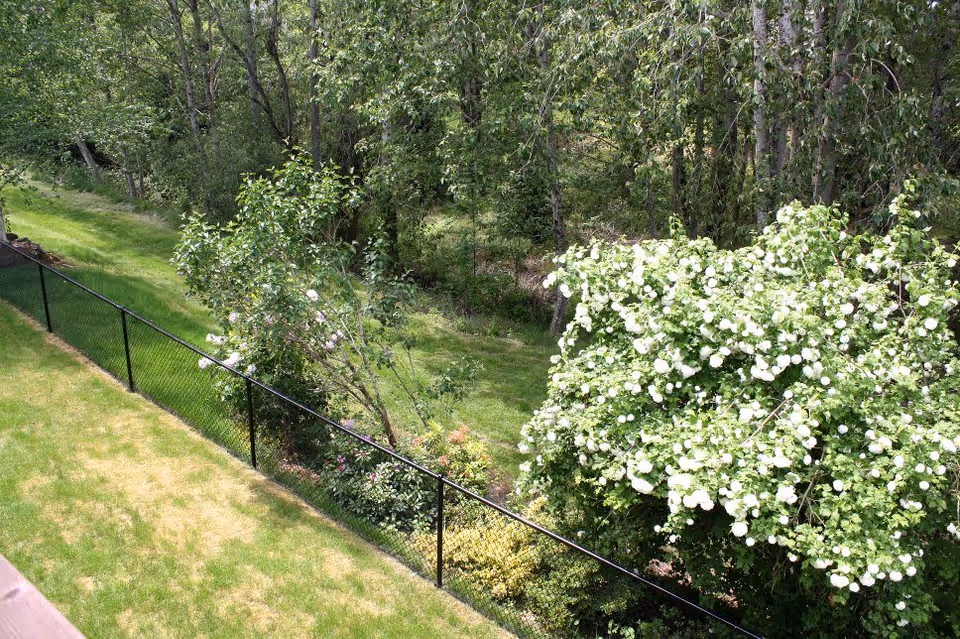 A fenced backyard area with green grass, various bushes including a large bush with white flowers, and a background of tall trees.