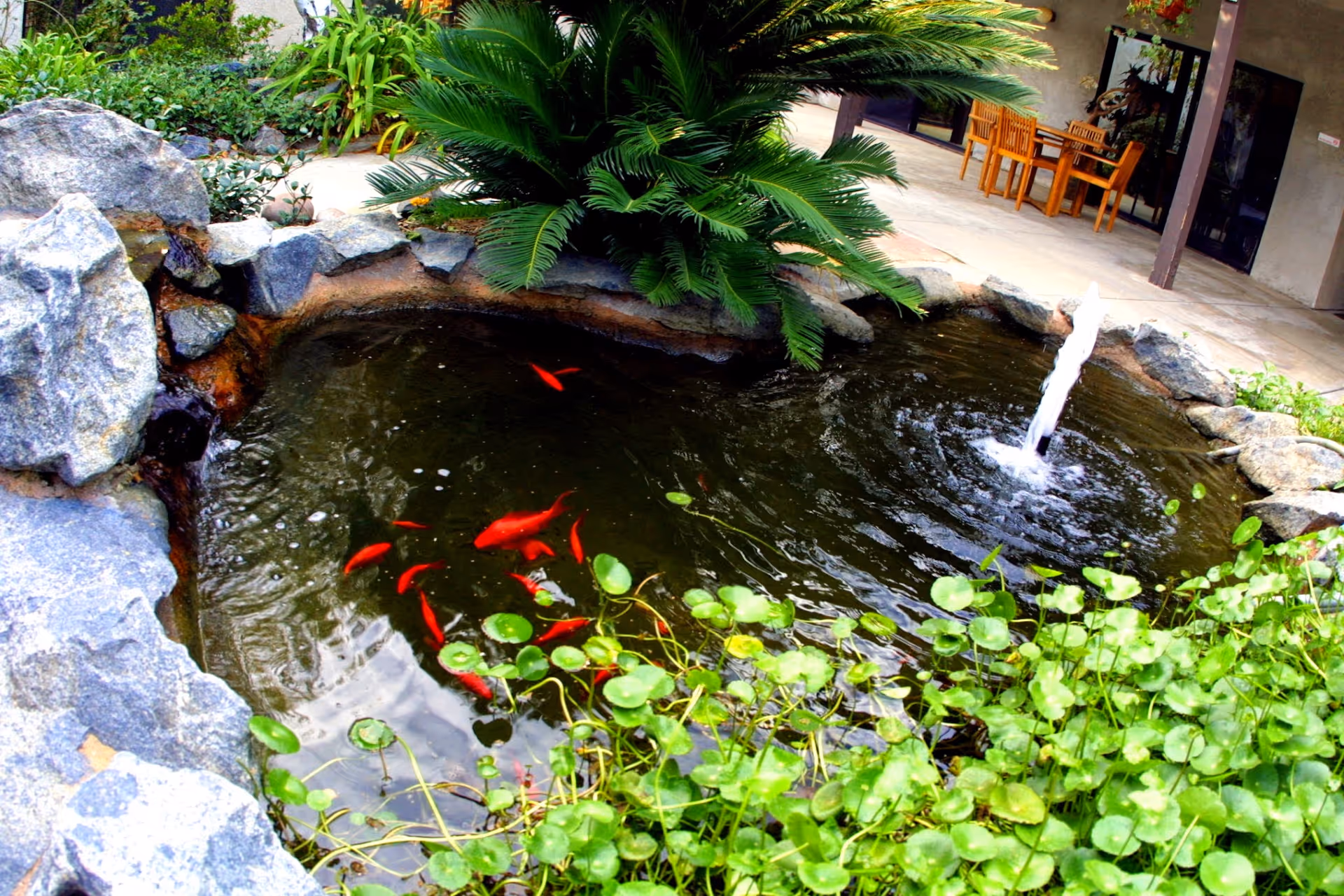 Small outdoor koi pond with red goldfish, a fountain, surrounding rocks, aquatic plants and nearby patio seating.
