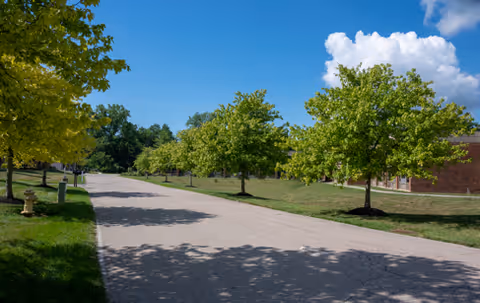 A paved road lined with green leafy trees on both sides under a blue sky with some white clouds. There is a grassy area beside the road and a brick building partially visible on the right side.