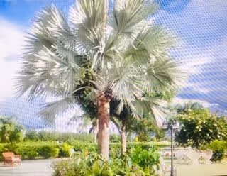 A sunny outdoor garden area featuring a tall palm tree surrounded by various green shrubs and plants, with a clear blue sky and some clouds in the background.