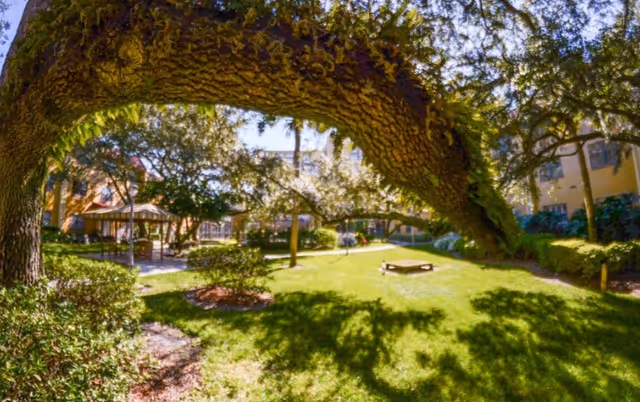 Sunlit courtyard with a large arching oak tree over a grassy lawn, a gazebo and surrounding buildings.