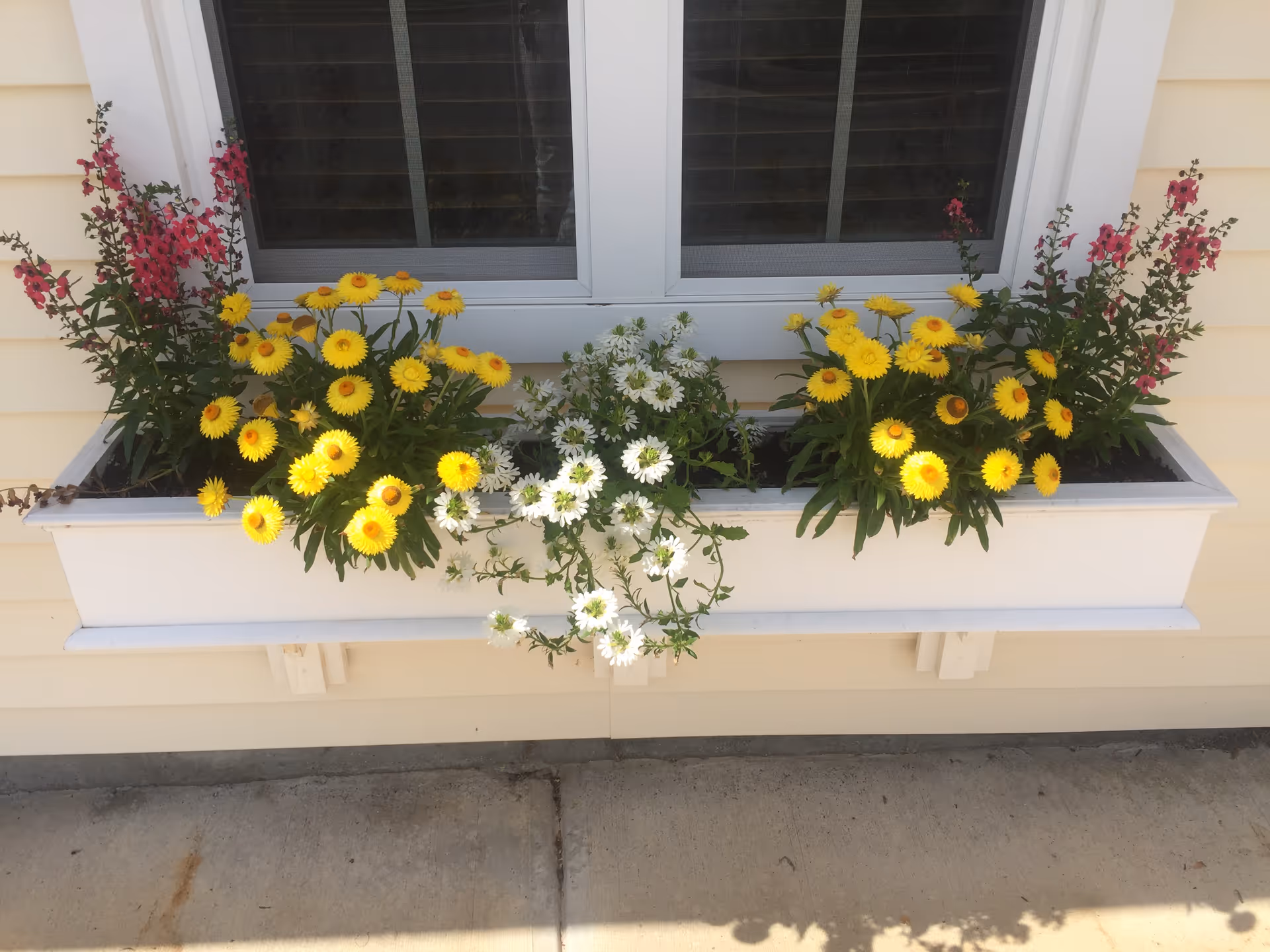 White window box beneath a window filled with yellow and white flowers and pink blooms against light siding.