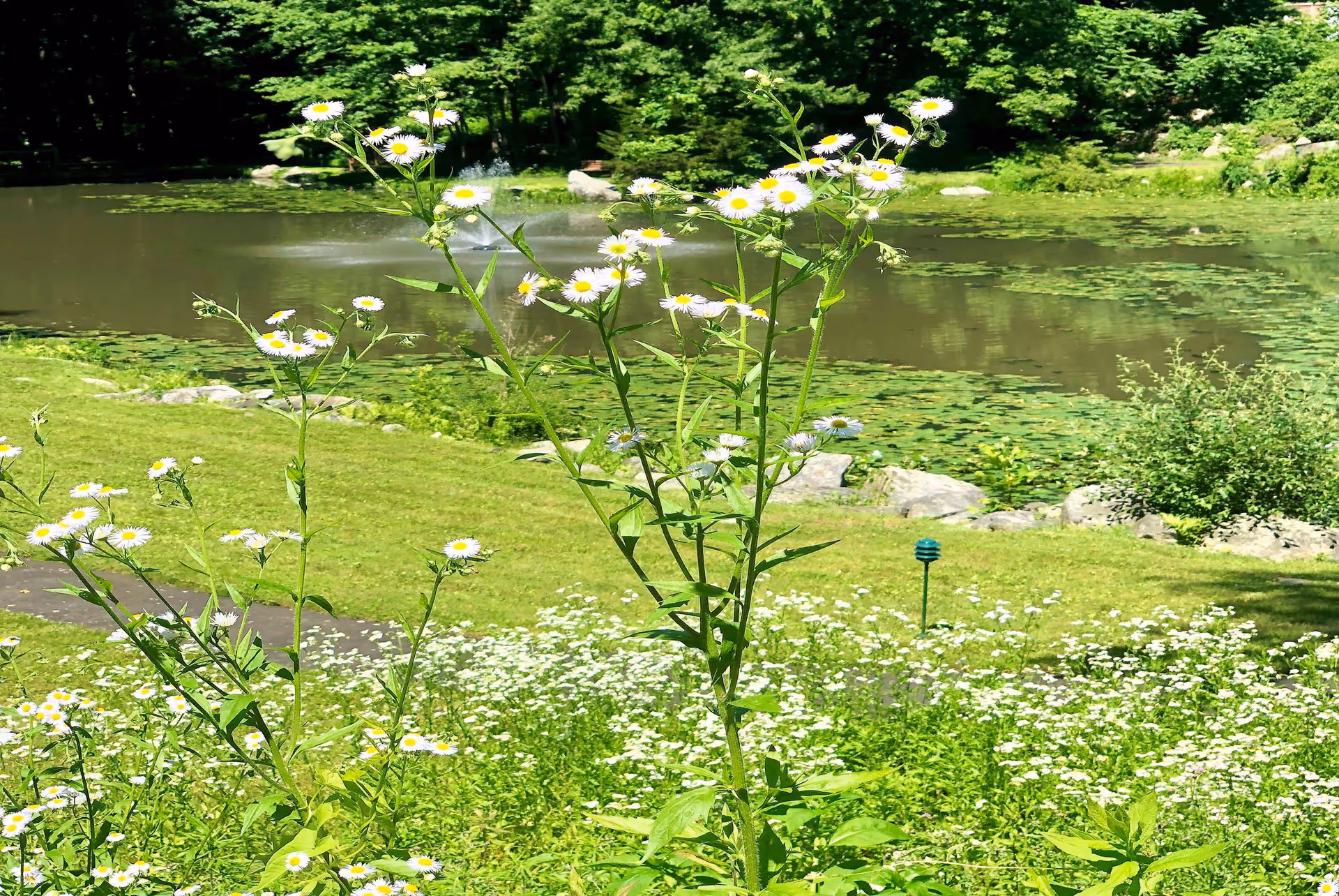 A scenic outdoor view featuring a small pond with lily pads, surrounded by lush green grass and trees. In the foreground, there are tall wildflowers with white petals and yellow centers.