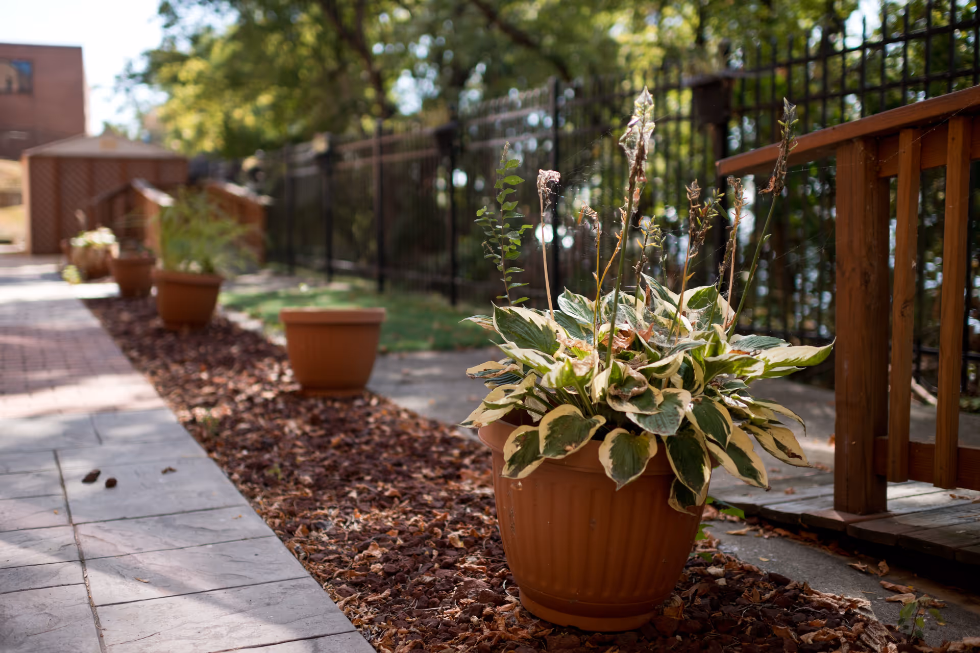 Outdoor walkway lined with large terracotta plant pots containing green and white variegated plants. The path is paved with stone tiles and bordered by a black metal fence and wooden railing. Trees and greenery are visible in the background under a sunny sky.