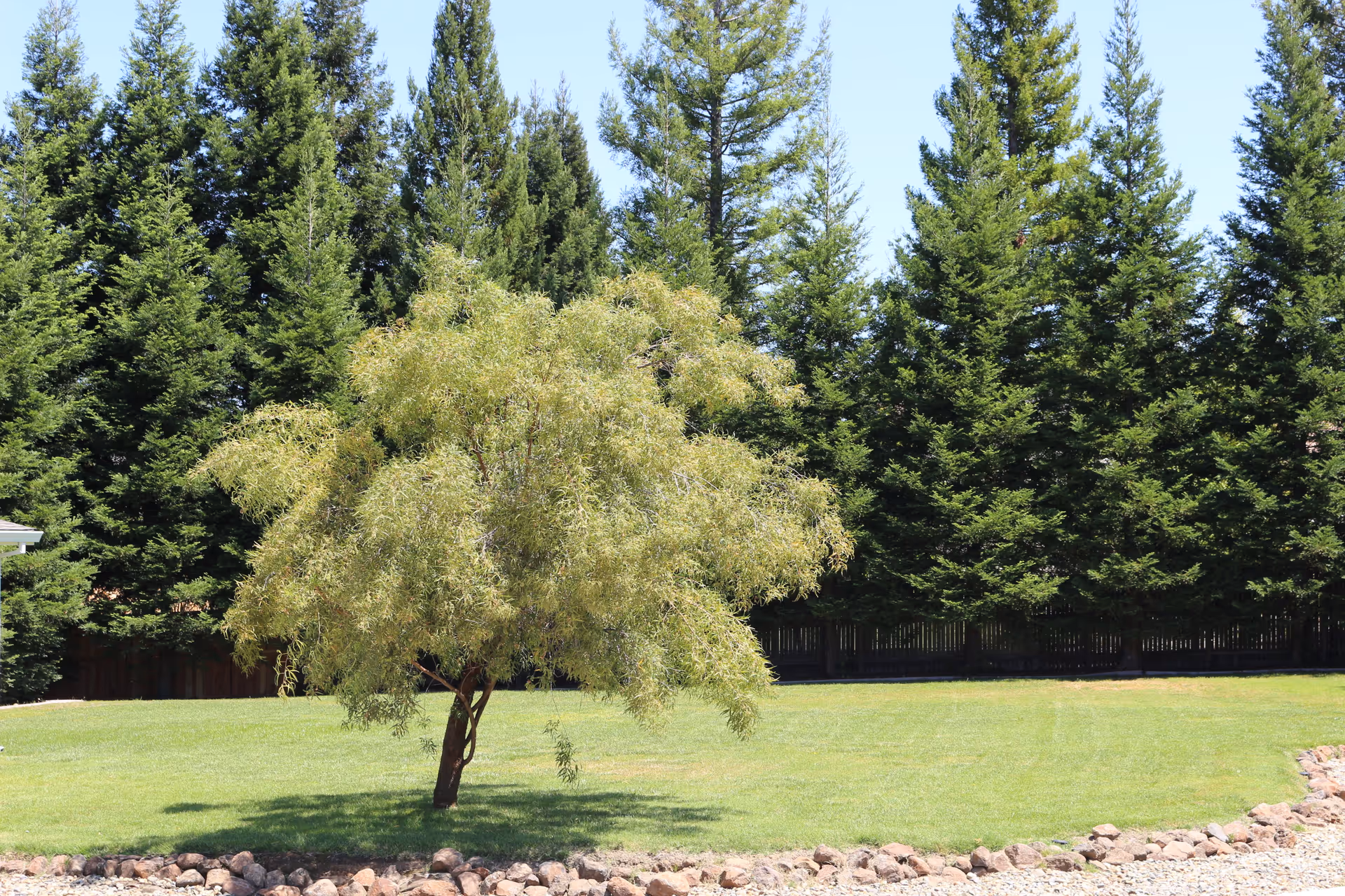 A small leafy tree stands in the middle of a well-maintained grassy lawn, bordered by a curved line of rocks. Behind the lawn is a row of tall evergreen trees under a clear blue sky.
