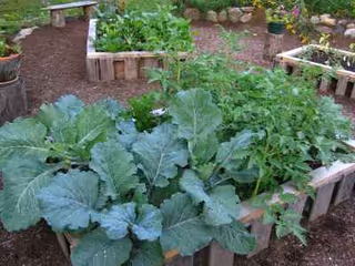 Raised garden beds filled with leafy greens in an outdoor courtyard.