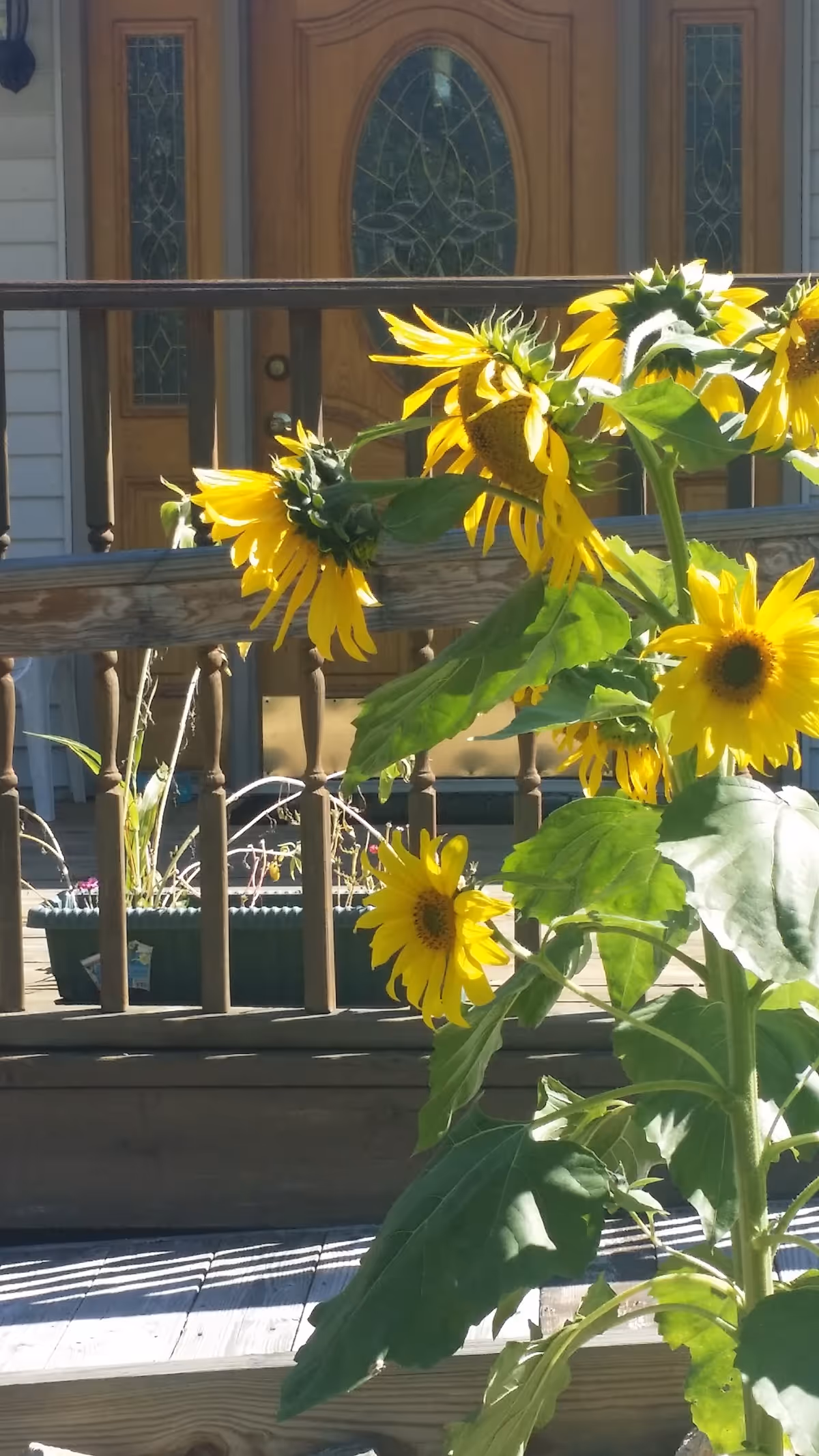 Yellow sunflowers grow beside a wooden porch railing with a decorative front door visible in the background.