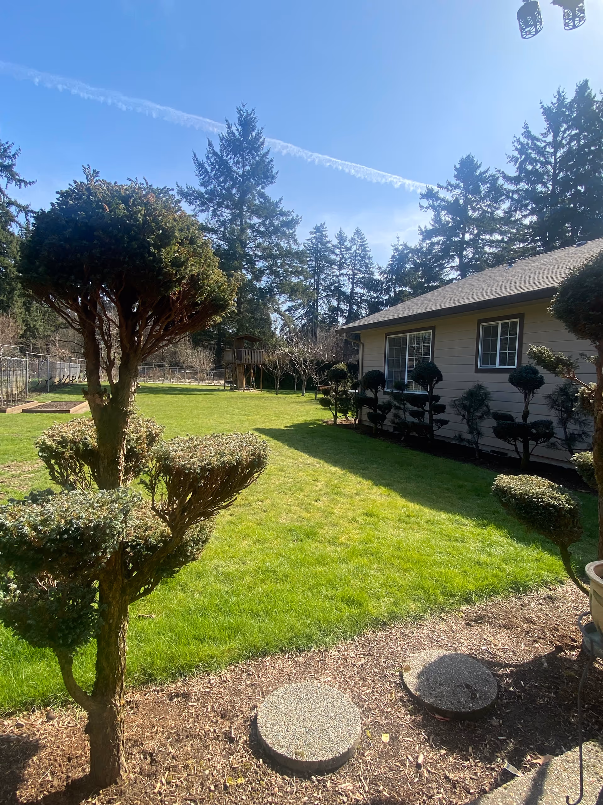 A sunny outdoor garden area with neatly trimmed bushes and trees, a green lawn, and a beige building with windows on the right side. In the background, there are tall evergreen trees and a wooden play structure.