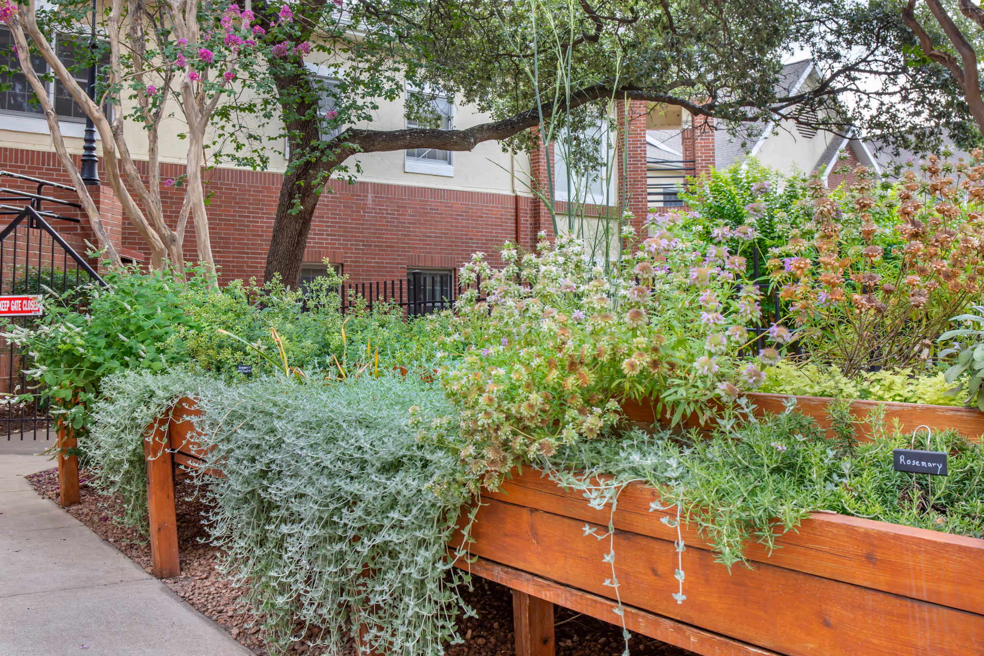 A raised wooden garden bed filled with various green plants and herbs, including a labeled rosemary plant. The garden is situated outdoors near a brick building with windows and trees providing shade.