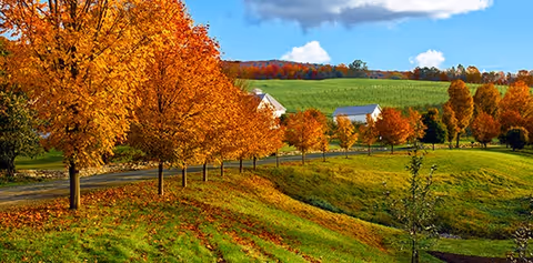 A scenic outdoor view featuring a row of trees with vibrant autumn foliage along a gently curving road. In the background, there are green fields and a few white buildings under a partly cloudy blue sky.