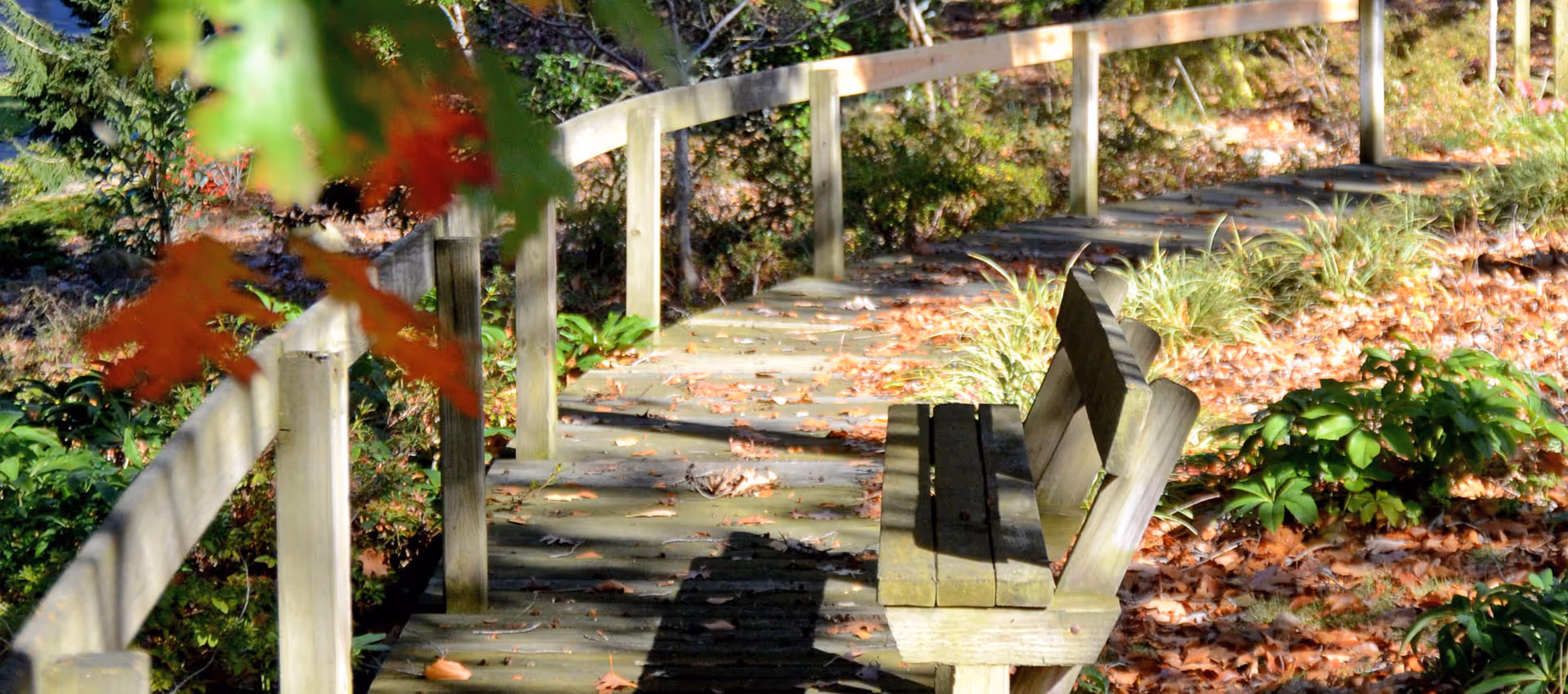 A wooden bench on a curved wooden pathway surrounded by autumn foliage and greenery in an outdoor garden setting.