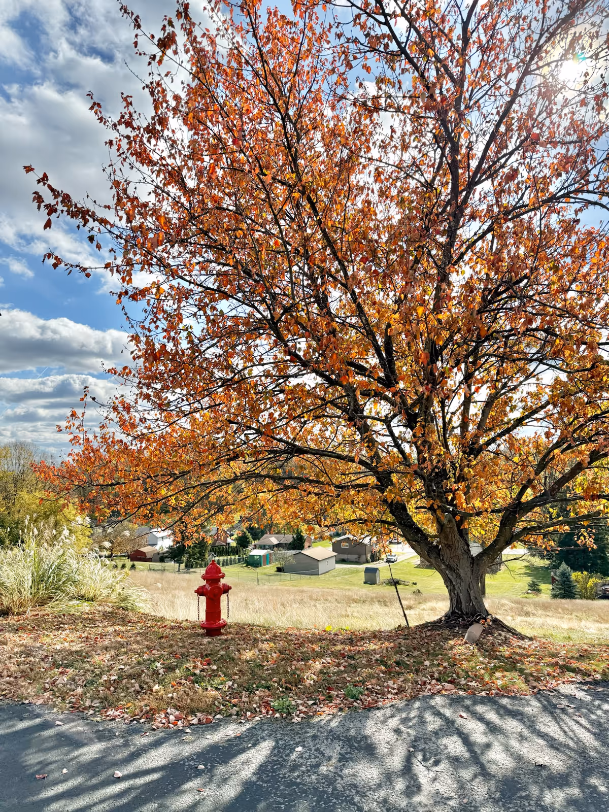 Large tree with orange autumn leaves next to a red fire hydrant overlooking a grassy field and houses under a partly cloudy sky.