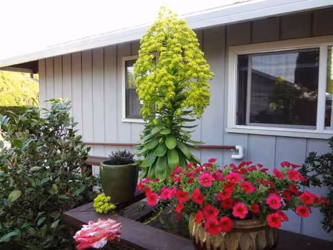 Front exterior of Canterbury Home with potted plants and flowers by a window.