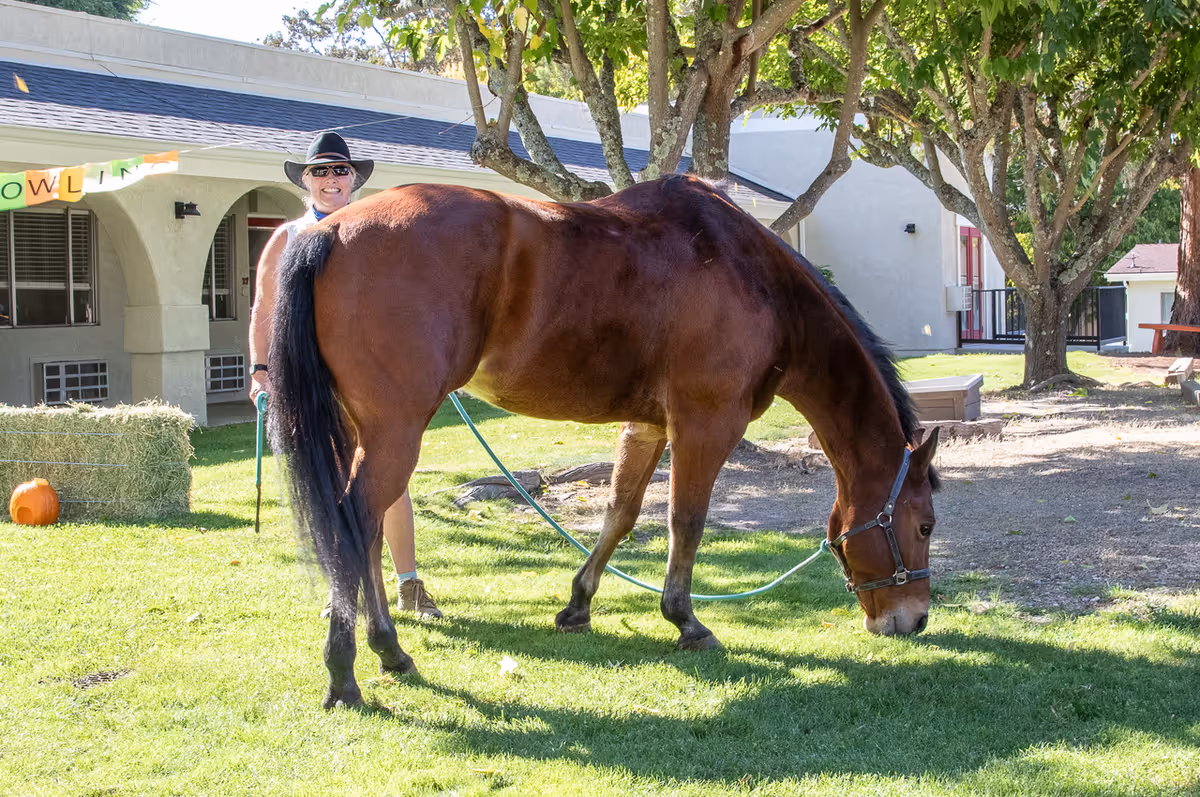 A person wearing a black hat and sunglasses stands behind a brown horse grazing on grass in a sunny outdoor area with trees and a building in the background.