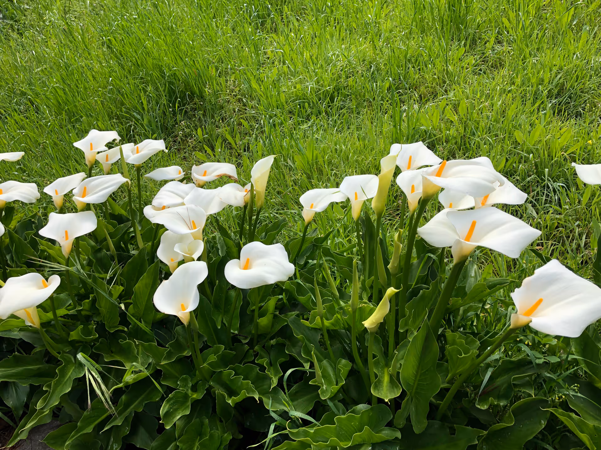 A patch of white calla lilies blooming in front of green grass.