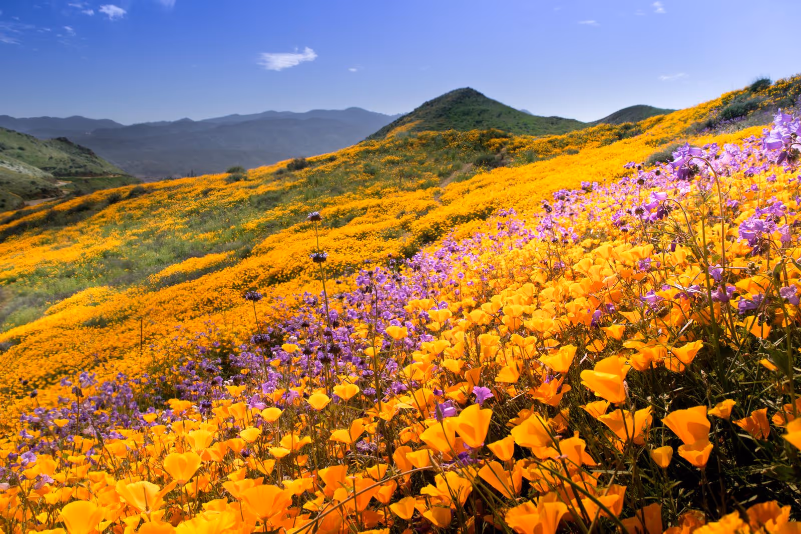 A hillside covered in bright orange and purple wildflowers with distant mountains under a blue sky.