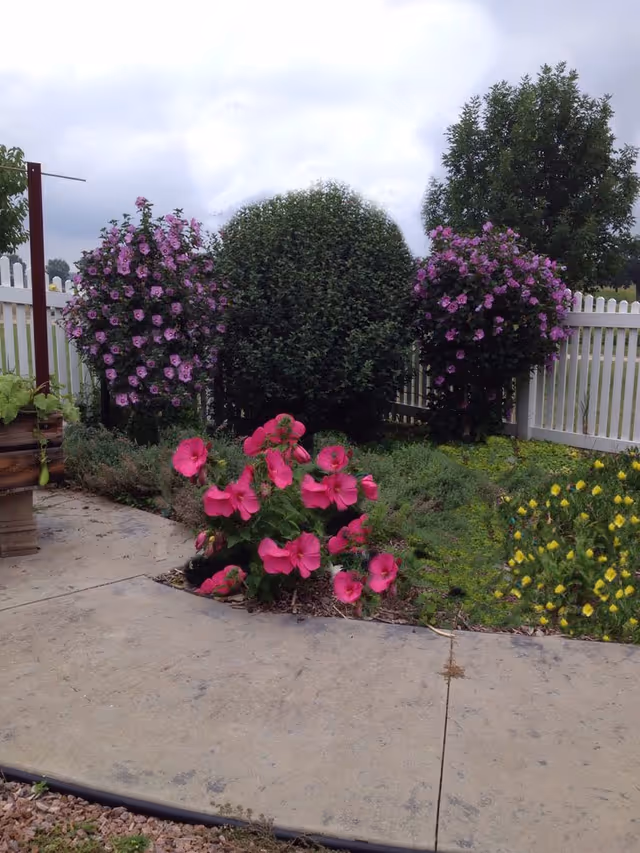 A small garden with bright pink flowers and flowering bushes beside a concrete path and white picket fence.