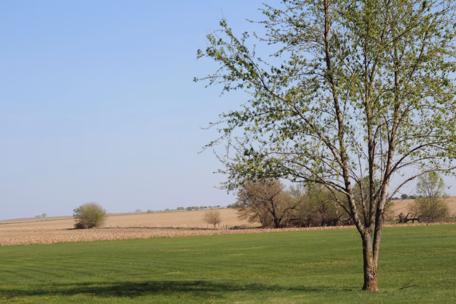 A lone tree stands on a green lawn with open farm fields and a clear blue sky in the background.
