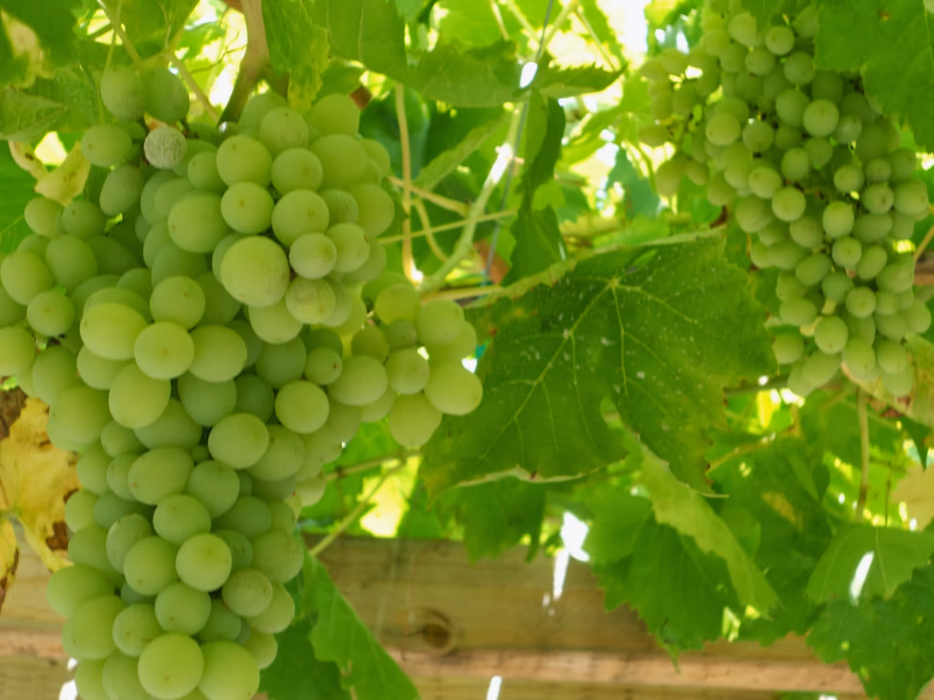 Close-up view of green grapes hanging in clusters on a vine with green leaves and wooden support beams in the background.