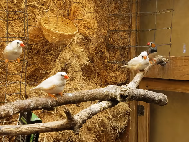 Several small white finches perched on branches inside a straw-lined enclosure.