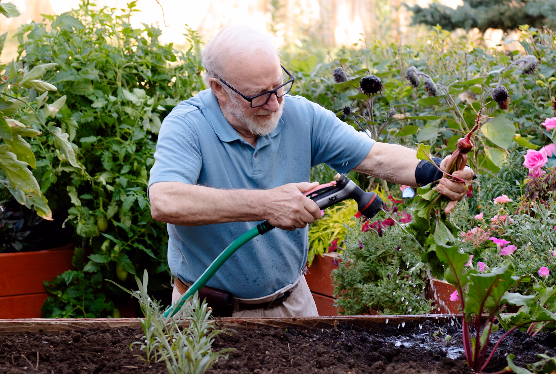 An elderly man wearing glasses and a blue polo shirt waters plants in a garden using a green garden hose with a spray nozzle. He is surrounded by lush green plants and colorful flowers in raised garden beds.