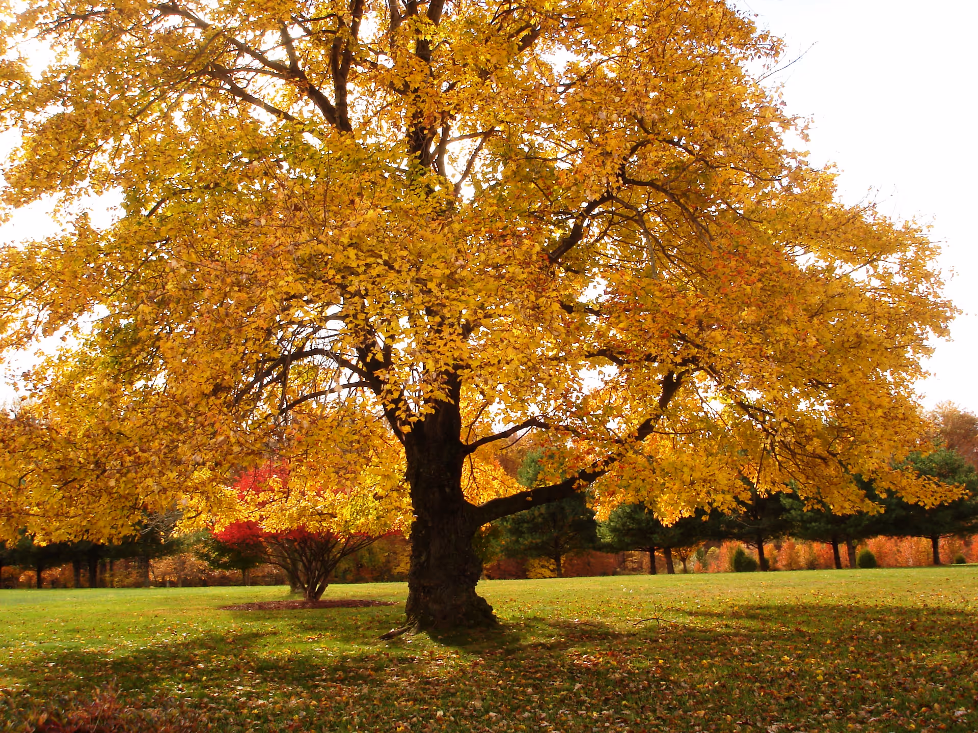 A large tree with bright yellow autumn leaves stands in a grassy area with other trees in the background, some showing red and orange fall colors under a clear sky.