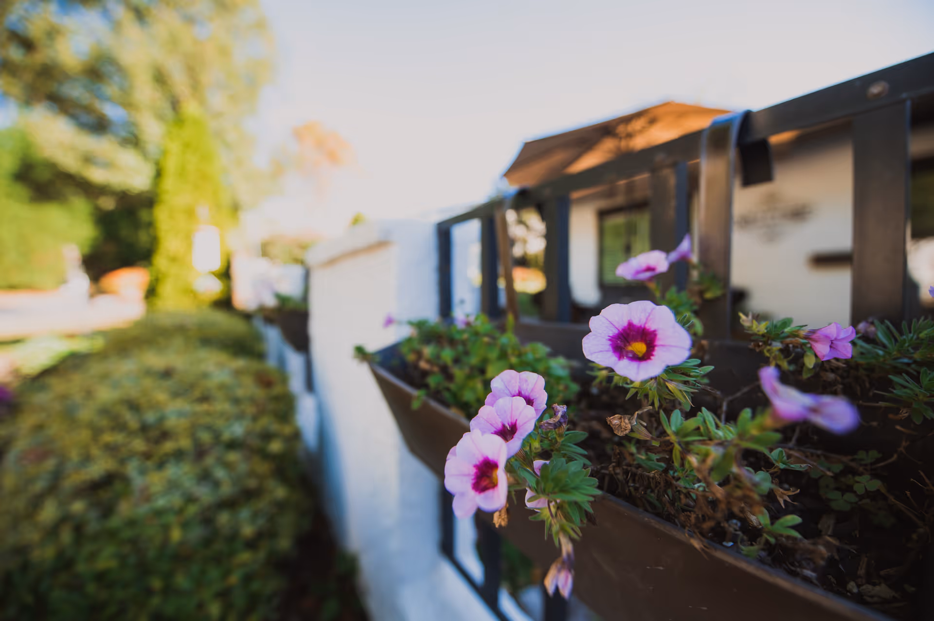 Close-up view of purple and white flowers planted in a window box attached to a white wall with black metal railing, with greenery and trees blurred in the background.