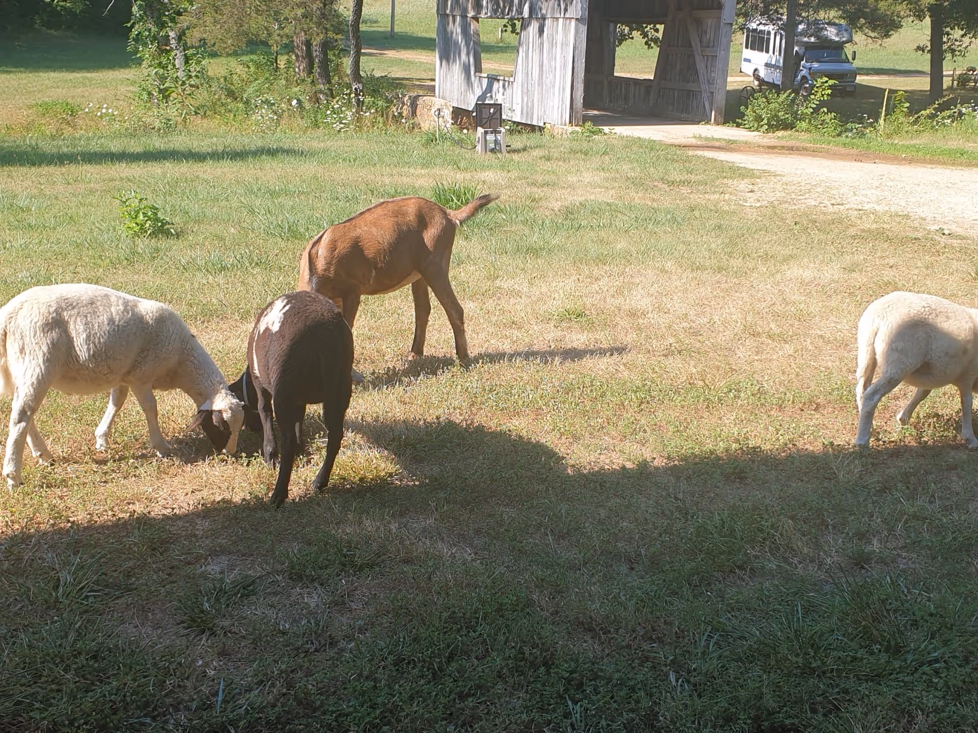 Several sheep grazing on a grassy yard near a wooden shed or barn with a vehicle in the background.