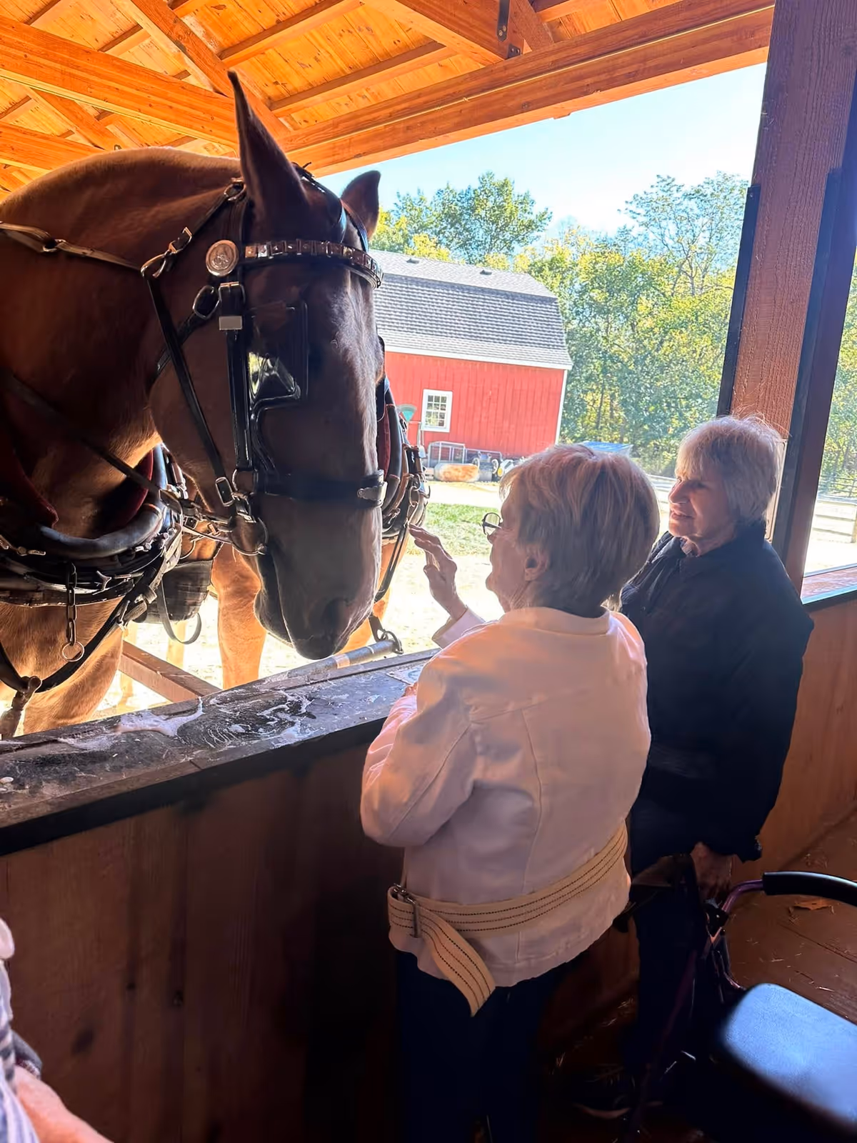 Two elderly women interacting with a large brown horse inside a wooden stable. One woman is reaching out to touch the horse's face while the other watches. Outside the stable, there is a red barn and green trees under a clear sky.